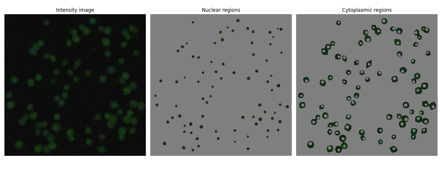 Intensity image at t=1, with nuclear and cytosolic extraction regions