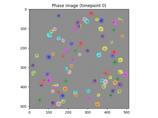 Segmented cell masks