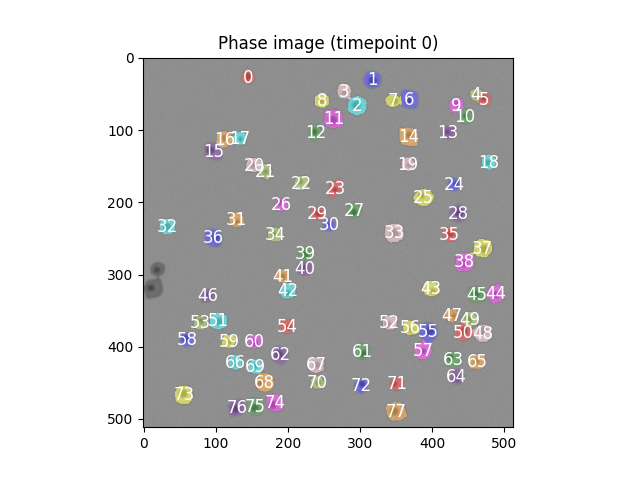 segmented_cells