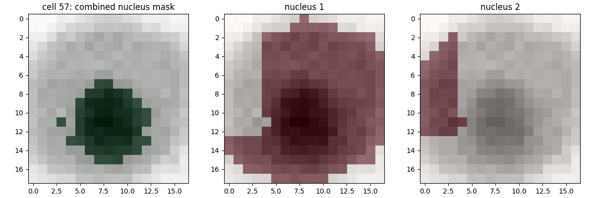 cell_id 58 showing nucleus mask and two cell segments