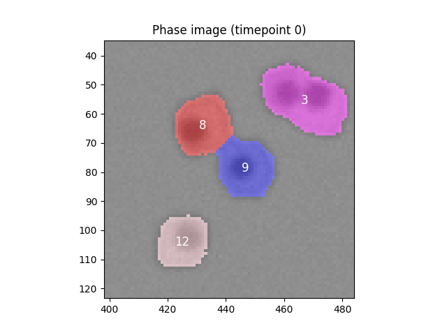 segmented_cells