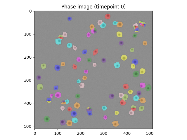 Segmented cell masks