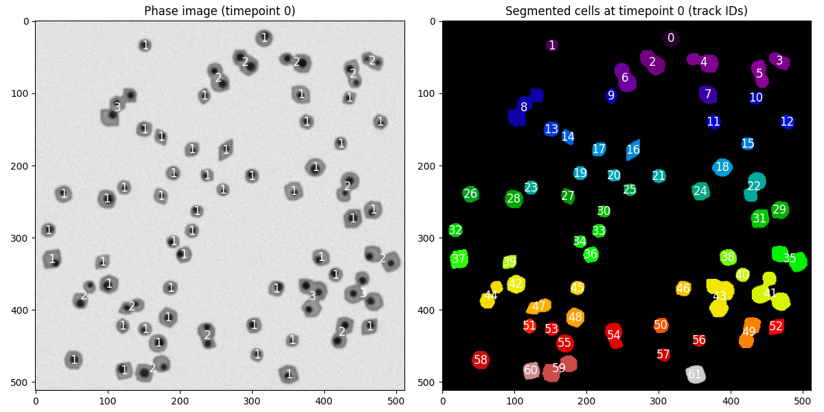 Segmented cell masks with cell_ids, and number of nuclei in each section